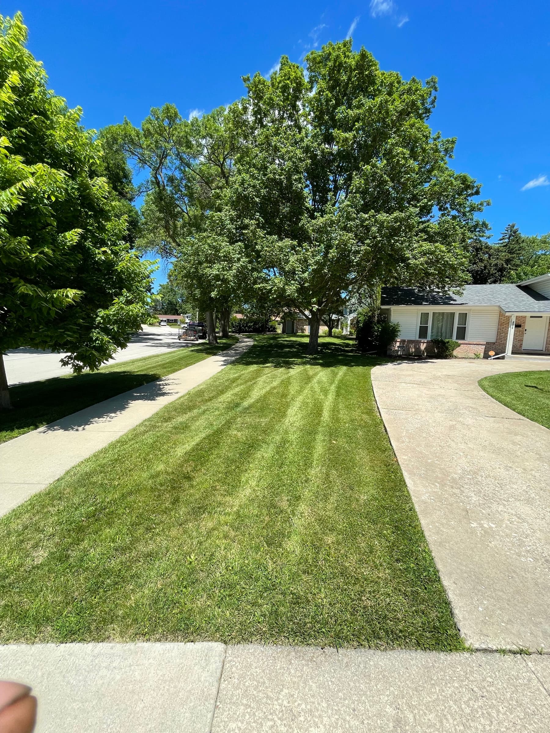 Striped front lawn shaded by a mature tree, cut lines running away from the kerb