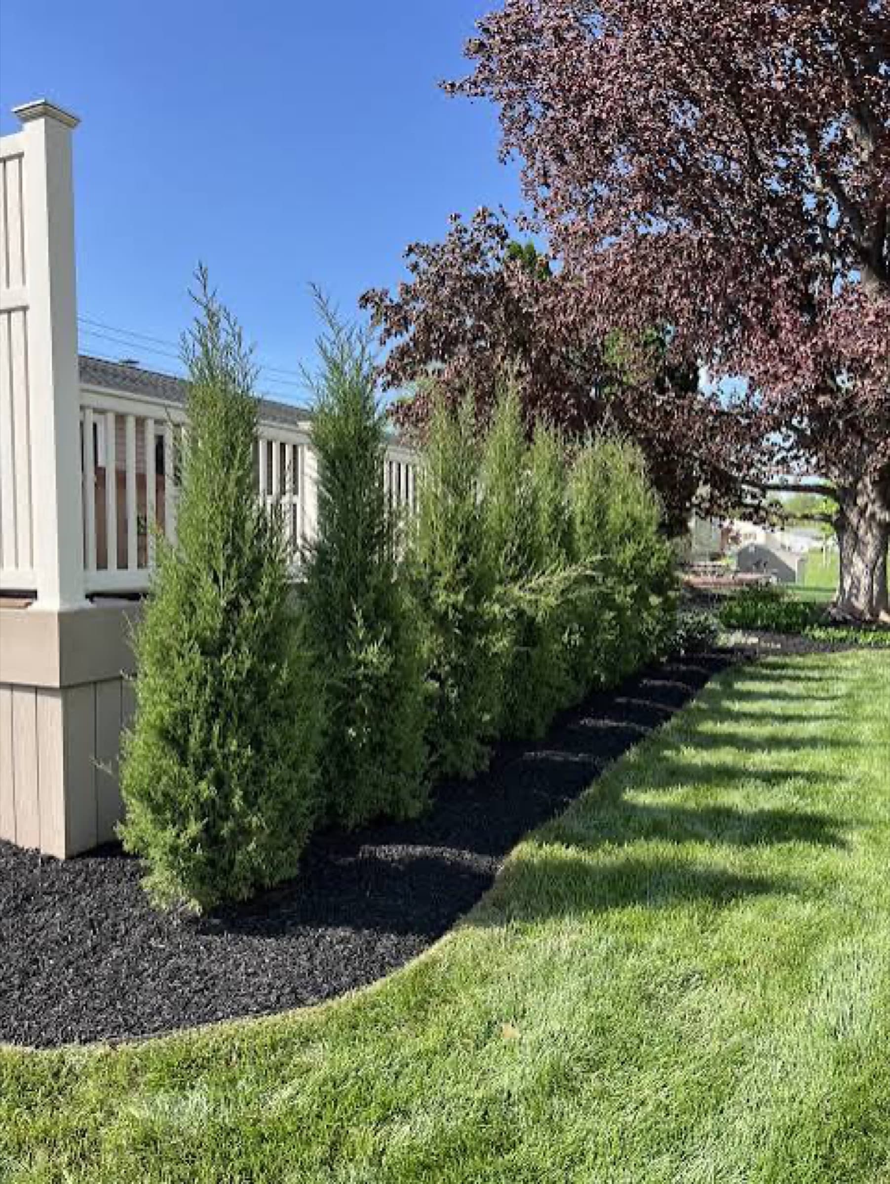 Row of newly planted arborvitae in fresh mulch forming a screen along a property line