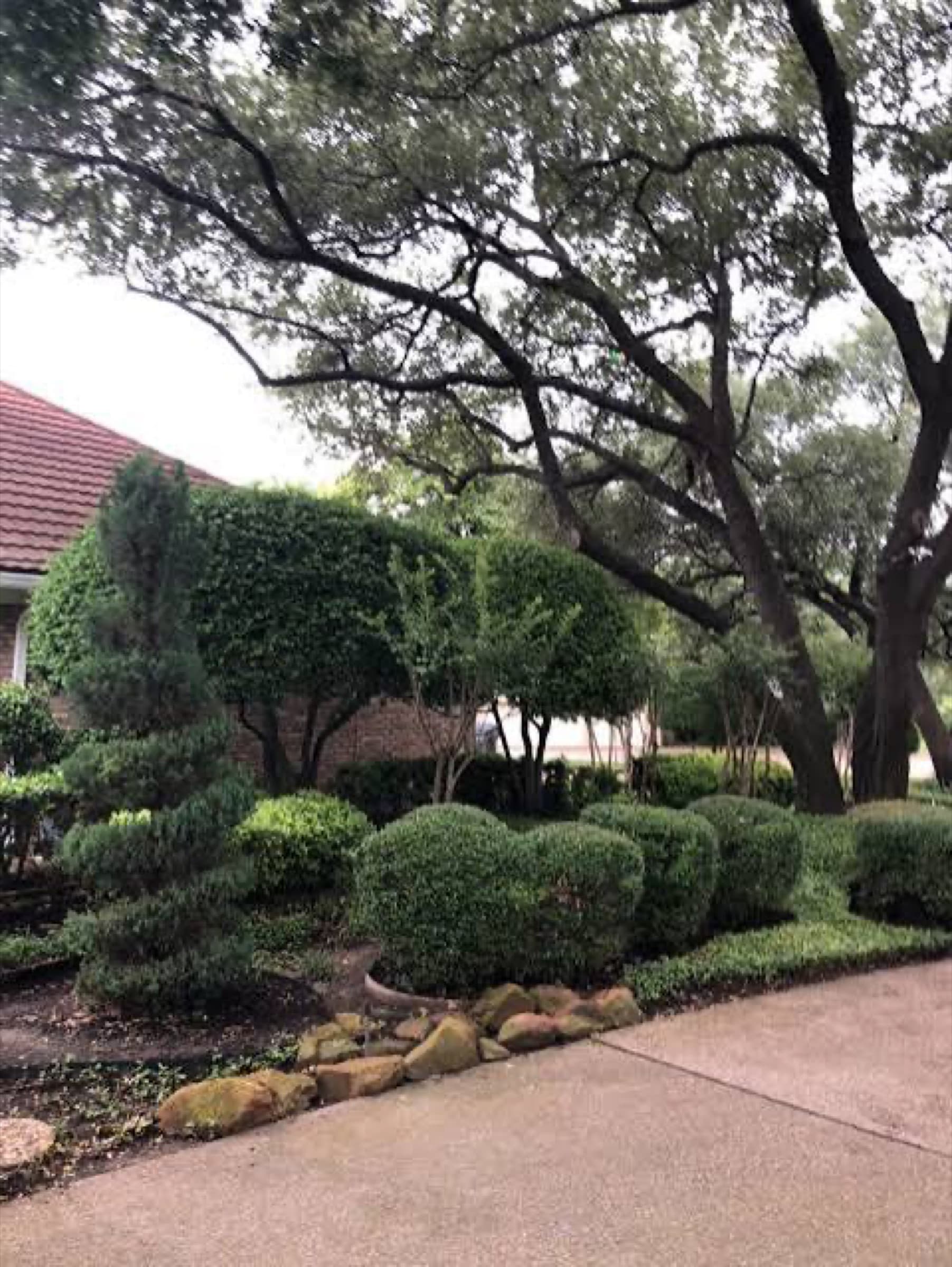 Mature hedging and shrubs shaped and cleaned up along a front walk