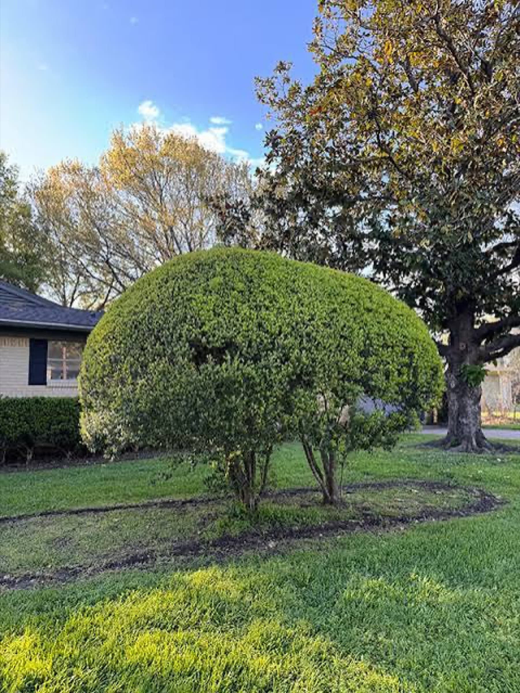 Large shrub pruned to a clean rounded form on an open front lawn